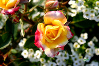 Yellow and Pink Rose