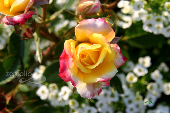 Yellow and Pink Rose