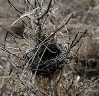 Nest in a Buckthorn Bush