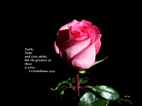Pink Inspirational Rose
