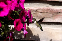 Hummingbird  New London