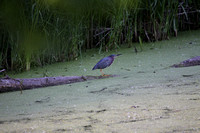 Green Heron - MN River-bottom
