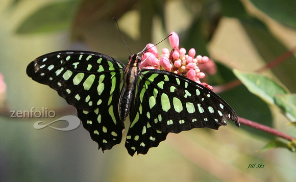 Green Triangle Butterfly