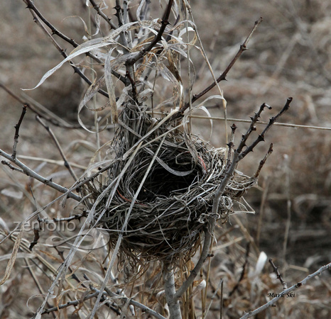 Nest in a Buckthorn Bush