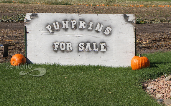 Pumpkins for Sale~Bill and Gail Roebke