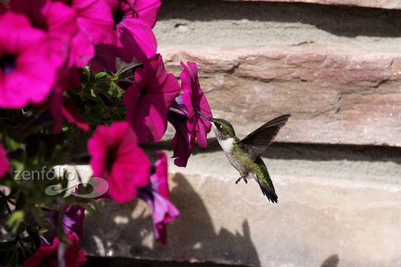 Hummingbird  New London
