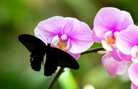 Butterflies and Orchids