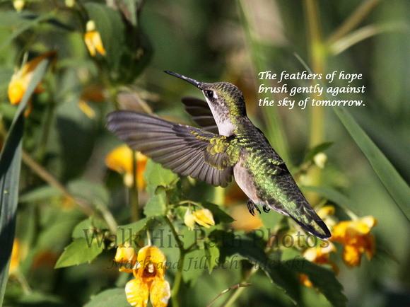 The feathers of hope...
