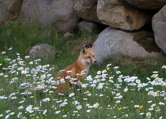 Fox in the daises
