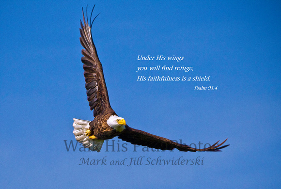 Under His wings you will find refuge...