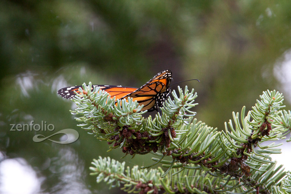 Butterfly in evergreen tree
