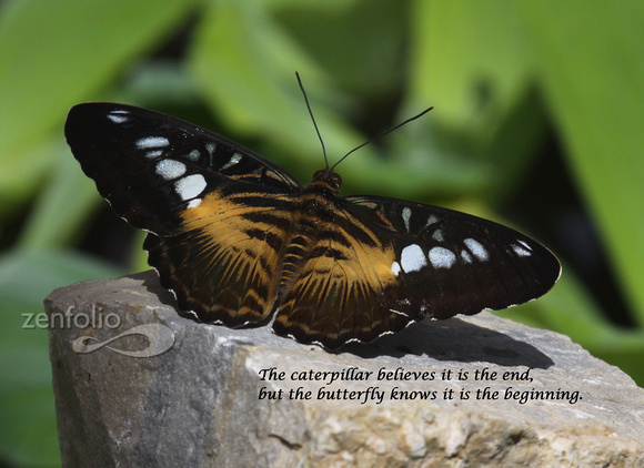 The butterfly knows it is the beginning