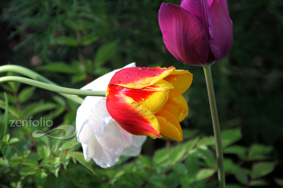 Tulips 2011